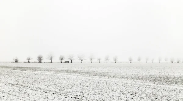 Alej v zimní krajině pokryté sněhem — Stock fotografie
