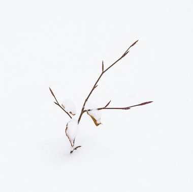 ayrıntı kırılgan yaprak kışın karda