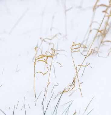 Reed çim kış peyzaj 