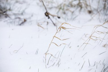 Reed çim kış peyzaj 