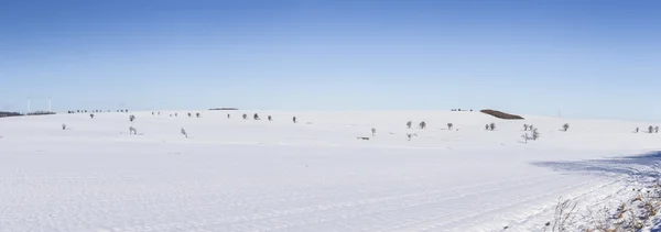 Panorama de inverno cênico com árvores — Fotografia de Stock