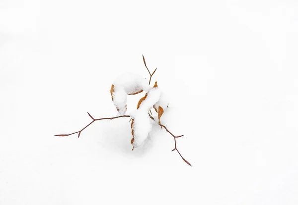 Detalle de la licencia en invierno en la nieve —  Fotos de Stock