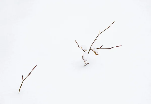 在雪中的冬天离开的细节 — 图库照片