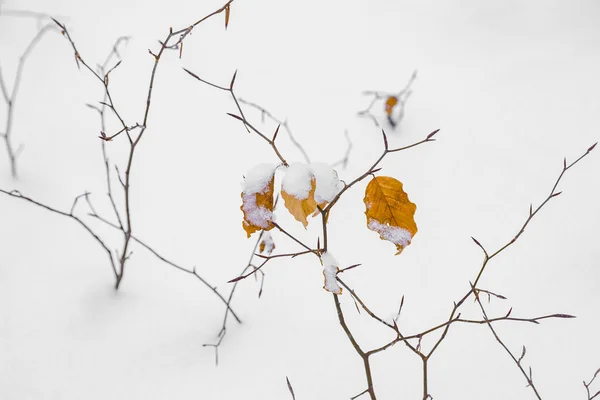 Detalhe de licença no inverno na neve — Fotografia de Stock