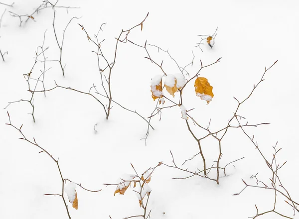 Détail de congé en hiver dans la neige — Photo