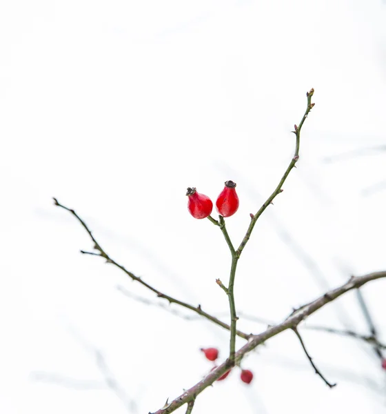 Detalle de la planta cubierta con hielo — Foto de Stock