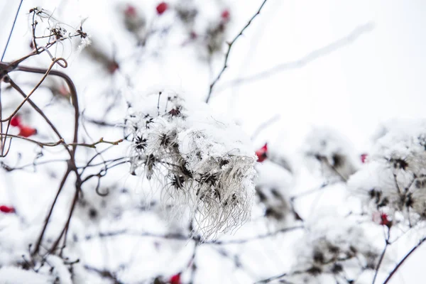 Detalle de la planta cubierta con hielo —  Fotos de Stock