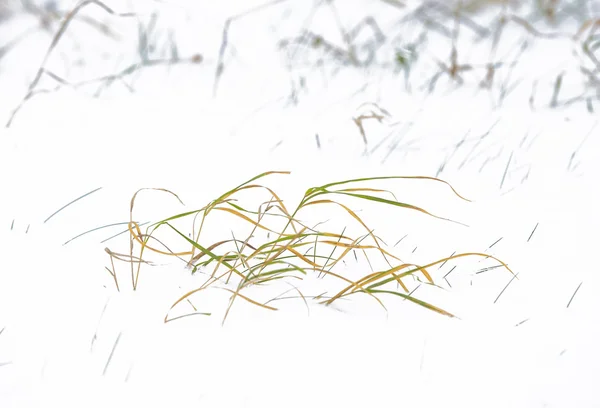 Canneto erba nel paesaggio invernale — Foto Stock