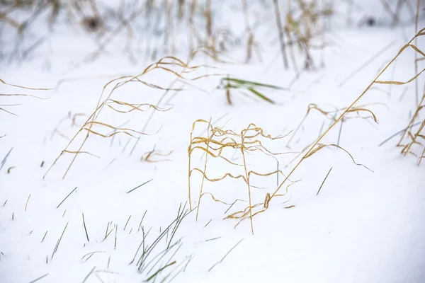 Caña de hierba en el paisaje de invierno —  Fotos de Stock