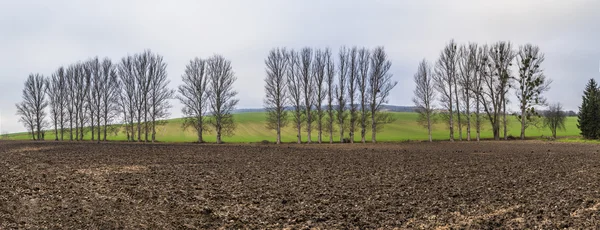 Leaveless drzew na terenie inrural zima — Zdjęcie stockowe