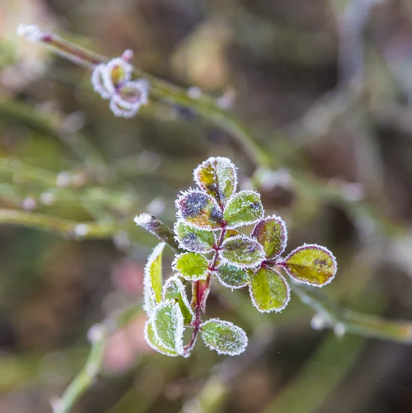 Nőtt a levelek, a fagy, jég — Stock Fotó