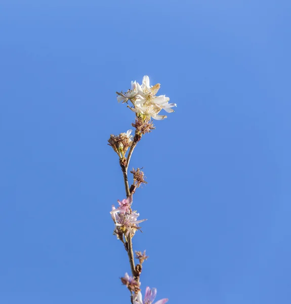 Pembe yabani kiraz çiçek (Tay Sakura Cherry Blossom) tam Bloom — Stok fotoğraf