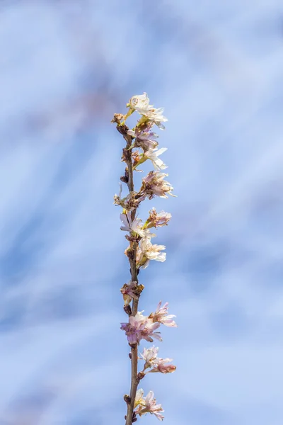 Pembe yabani kiraz çiçek (Tay Sakura Cherry Blossom) tam Bloom — Stok fotoğraf