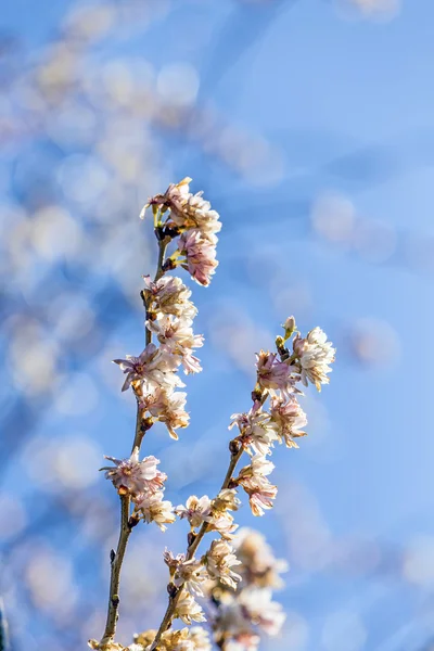 Pink Wild  Cherry Flower (Thai Sakura Cherry Blossom) Full Bloom — Stock Photo, Image