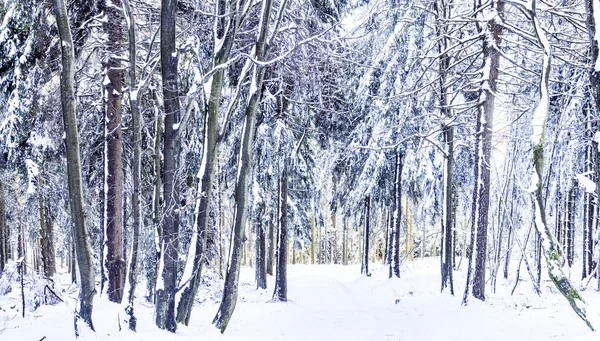 Solsken under vintern lugna berglandskap med vackra — Stockfoto