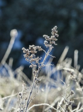 buz, yaprakları ile ayrıntılı olarak bitki