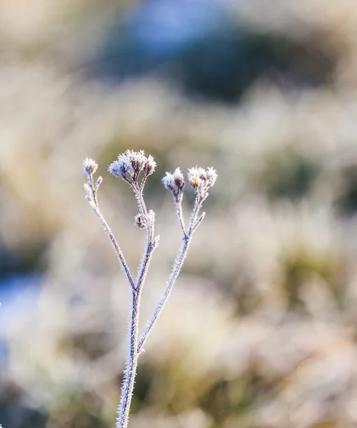 Impianto in dettaglio con ghiaccio a foglie — Foto Stock