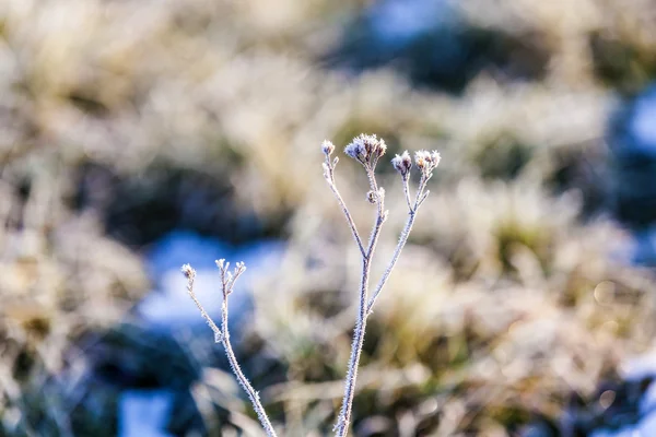 Plant in detail met ijs op Bladeren — Stockfoto