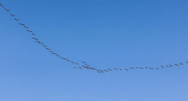 Zugvogel am Himmel — Stockfoto