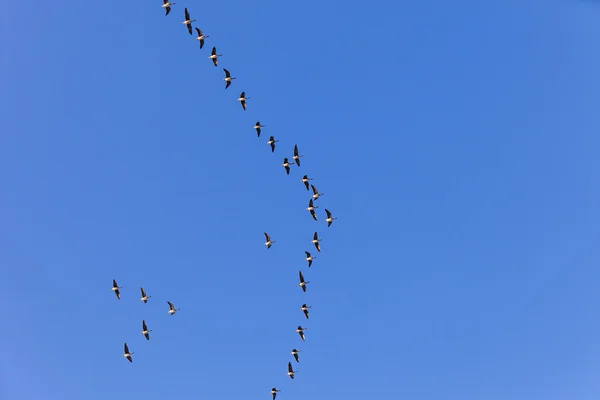Uccello migrante nel cielo — Foto Stock