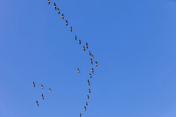 Ave migrante en el cielo —  Fotos de Stock