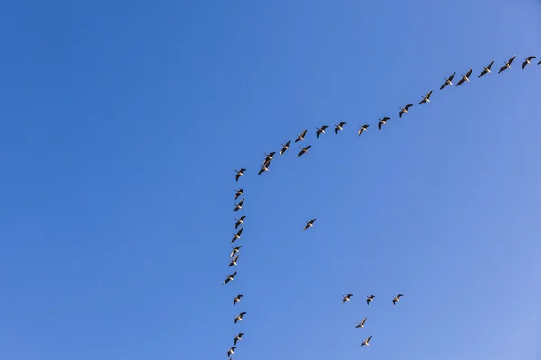 Zugvogel am Himmel — Stockfoto