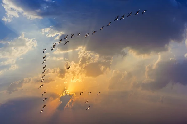 空の渡り鳥 — ストック写真