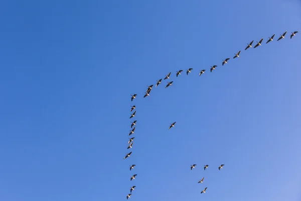 Migráns madár az égen — Stock Fotó