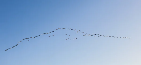Migrujących ptaków na niebie — Zdjęcie stockowe