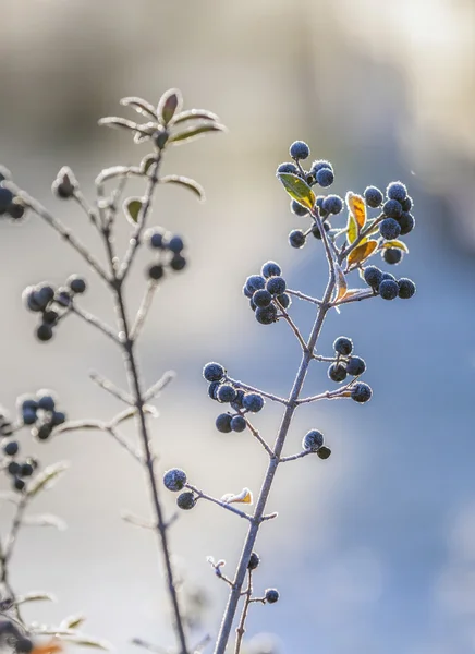冷冻蓝莓的细节 — 图库照片