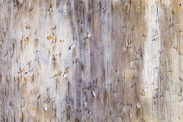 Gruñona pared de madera podrida con alfileres viejos —  Fotos de Stock