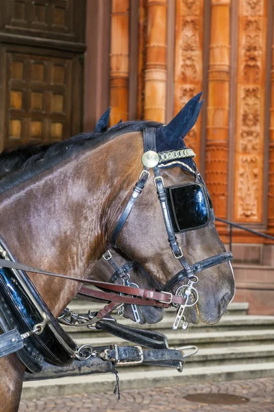 Cabeça de cavalos de diligência em detalhe — Fotografia de Stock