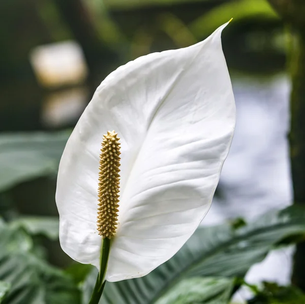 Weiße Callalilie — Stockfoto