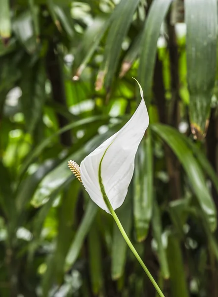 White Calla Lily — Stock Photo, Image