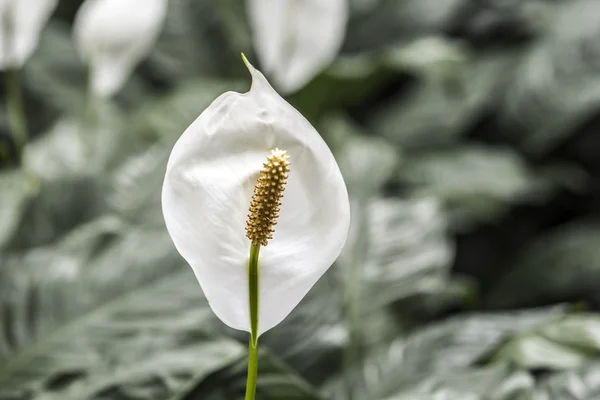 White Calla Lily — Stock Photo, Image