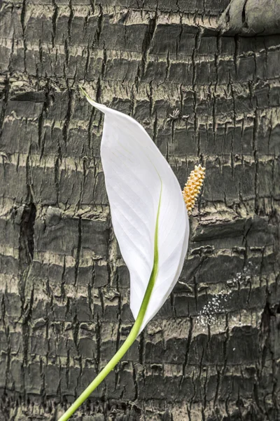 Lirio de cala blanco — Foto de Stock