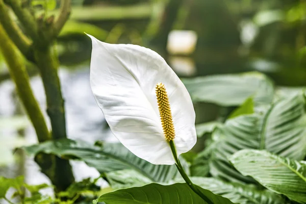 Weiße Callalilie — Stockfoto