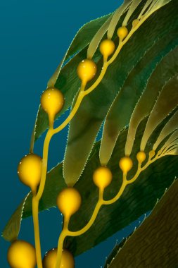 Giant kelp floating in ocean clipart