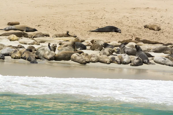 Colony of seal lions — Stock Photo, Image