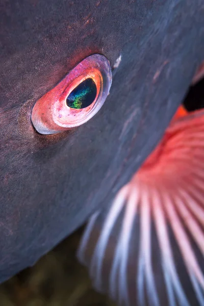 Eye of a colorful fish — Stock Photo, Image