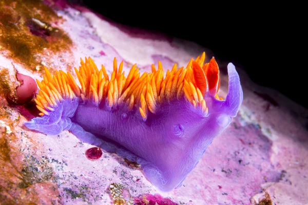 Underwater snail in California — Stock Photo, Image