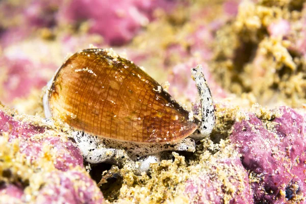 캘리포니아 콘 달팽이 — 스톡 사진