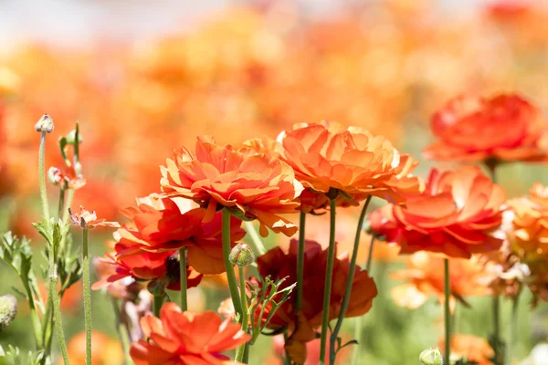 Orange ranunculus blomma — Stockfoto