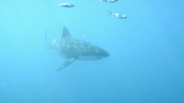 Grande Tubarão Branco Pelágico Busca Comida Enquanto Nadava Mar Aberto — Vídeo de Stock