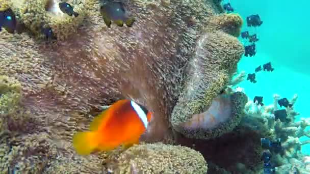 Τροπικά Ψάρια Κλόουν Κολυμπούν Εντός Των Ορίων Του Προστατευτικού Ξενιστή — Αρχείο Βίντεο
