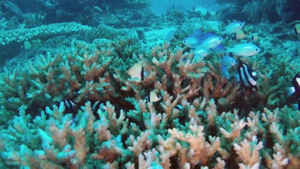 Tropische Fische Flitzen Und Aus Einem Gesunden Korallenkopf Den Sie — Stockvideo