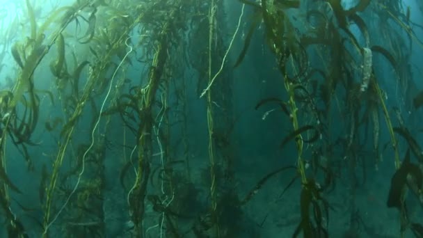 南カリフォルニアの厚い昆布の床を泳ぐことは 水中の森の美しさを示しています — ストック動画