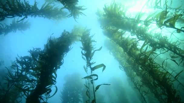 Güney Kaliforniya Kalın Yosun Yataklarında Yüzmek Altı Ormanlarının Güzelliğini Gösterir — Stok video