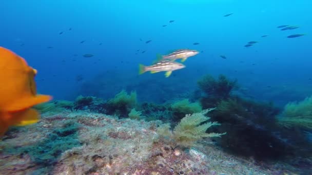 南カリフォルニアのオレンジ色のガリバルディ魚が カタリナ島のサンゴ礁で撮影しながらカメラを眺めます — ストック動画