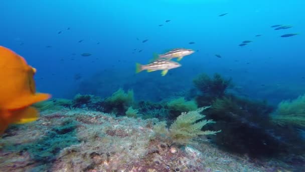 Peixe Garibaldi Laranja Sul Califórnia Nada Vista Câmera Enquanto Filma — Vídeo de Stock